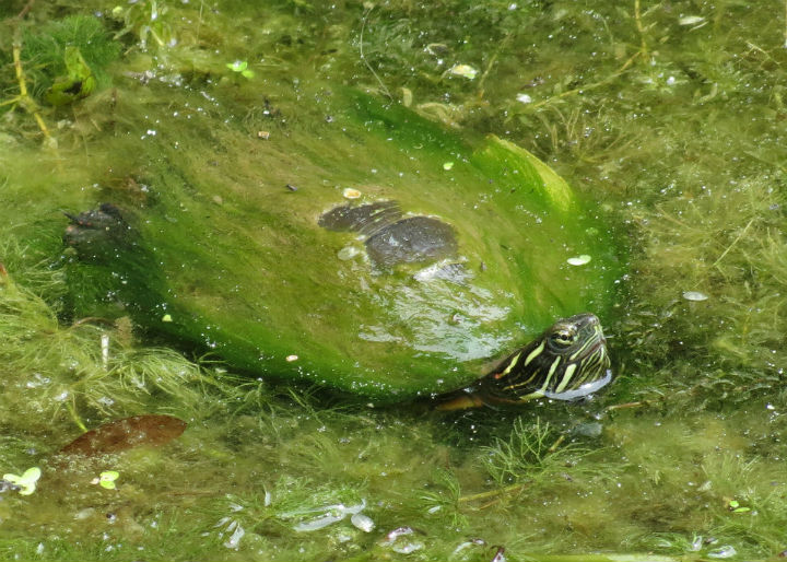 Midland Painted Turtle